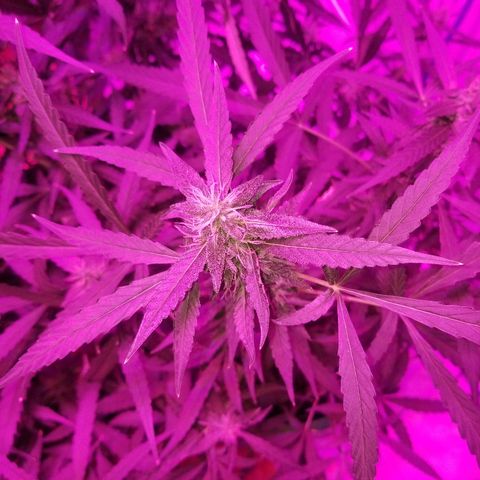 Bubblegum breath  #2 growlog timeline photo