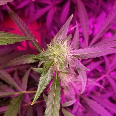 Bubblegum breath  #2 growlog timeline photo