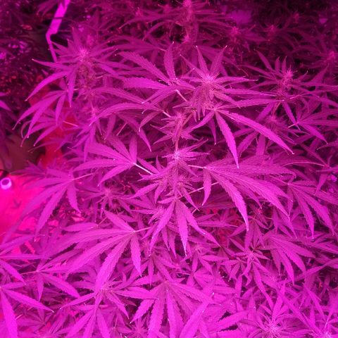 Bubblegum breath  #1 growlog timeline photo
