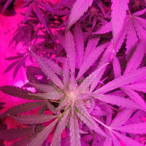 Bubblegum breath  #1 growlog timeline photo