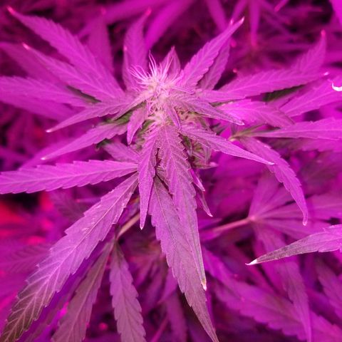 Bubblegum breath  #1 growlog timeline photo