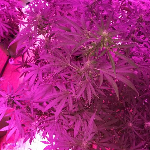 Bubblegum breath  #1 growlog timeline photo