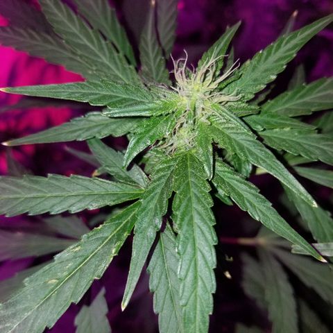 Bubblegum breath  #1 growlog timeline photo