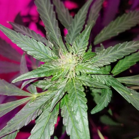 Bubblegum breath  #1 growlog timeline photo