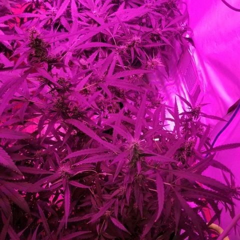 Bubblegum breath  #2 growlog timeline photo