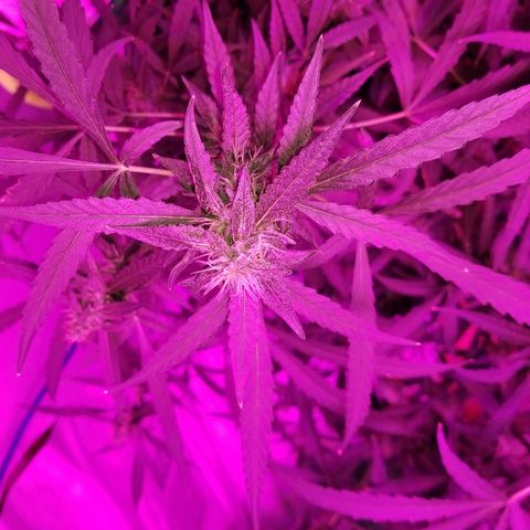 Bubblegum breath  #2 growlog timeline photo
