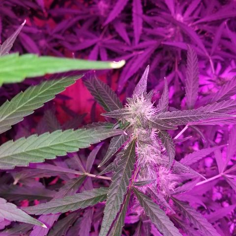 Bubblegum breath  #2 growlog timeline photo