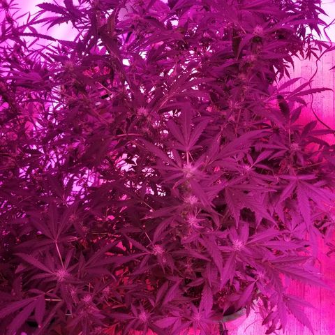 Bitchen Camaro  growlog timeline photo