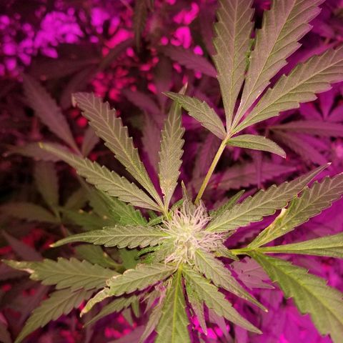 Bitchen Camaro  growlog timeline photo