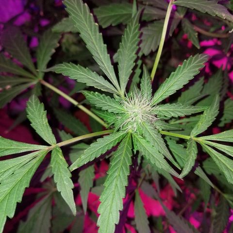 Bitchen Camaro  growlog timeline photo