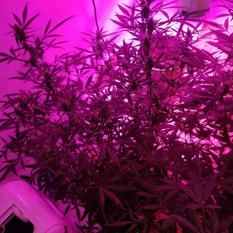White widow  #1 growlog timeline photo