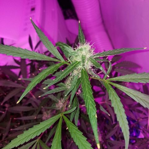 White widow  #1 growlog timeline photo