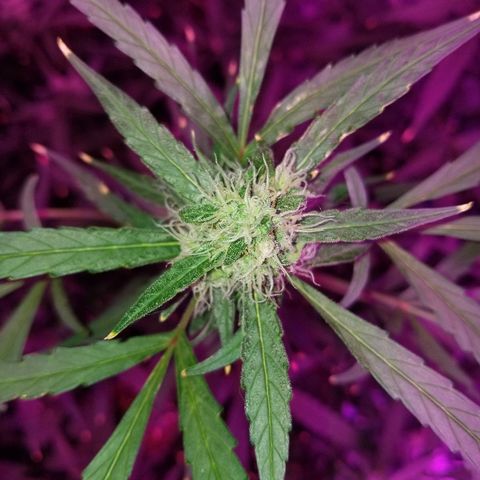 White widow  #1 growlog timeline photo