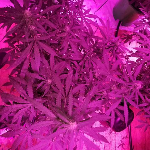 Bam Bam #3 growlog timeline photo