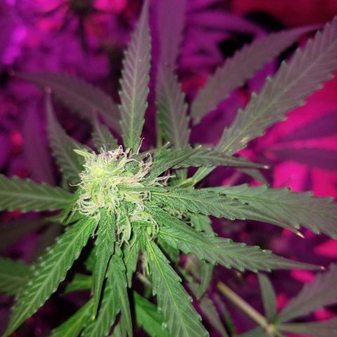 Bam Bam #3 growlog timeline photo