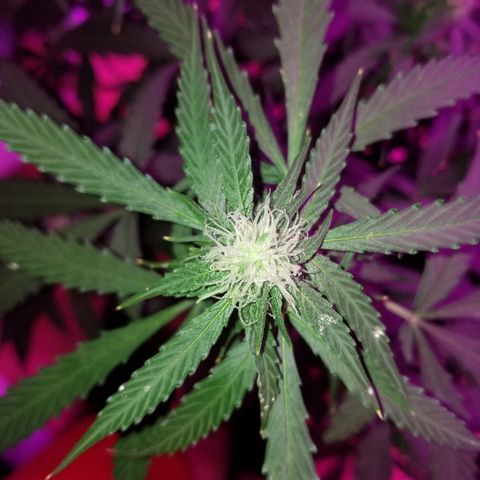 Bam Bam #3 growlog timeline photo
