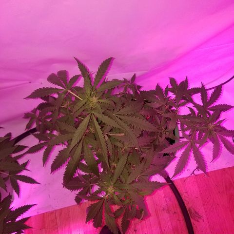 Bam Bam #2 growlog timeline photo