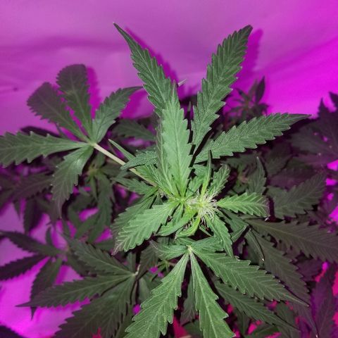 Bam Bam #2 growlog timeline photo