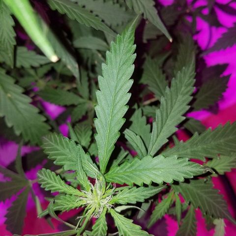 Bam Bam #2 growlog timeline photo