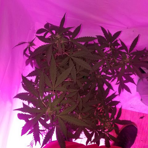 Bam Bam #1 growlog timeline photo