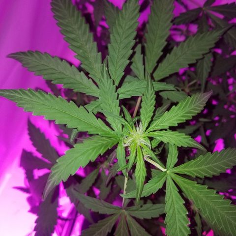 Bam Bam #1 growlog timeline photo