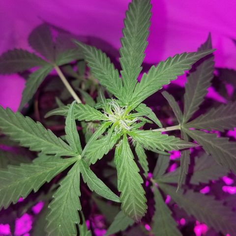 Bam Bam #1 growlog timeline photo