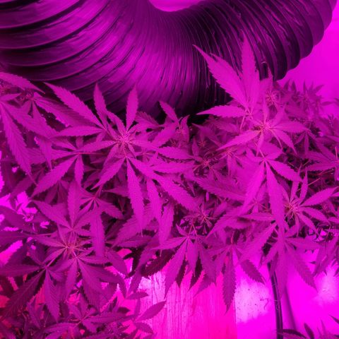 G14 #1 growlog timeline photo