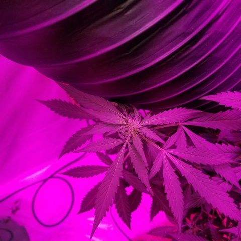 G14 #1 growlog timeline photo