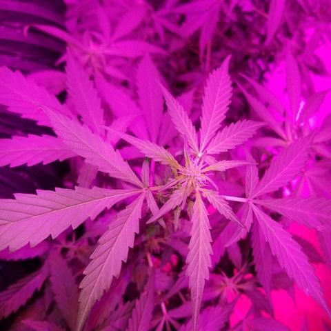 G14 #1 growlog timeline photo