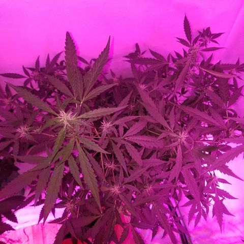 Do Si Dos Auto growlog timeline photo