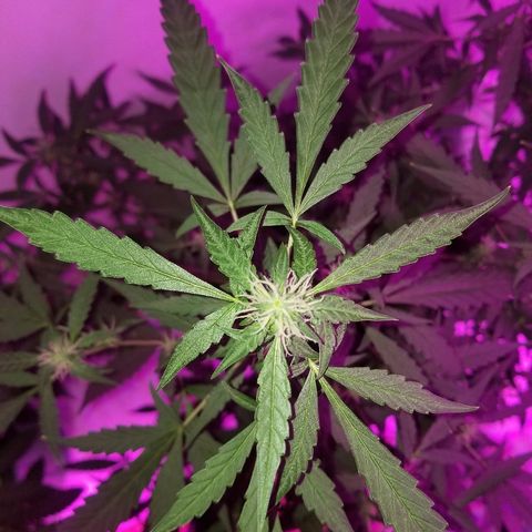 Do Si Dos Auto growlog timeline photo
