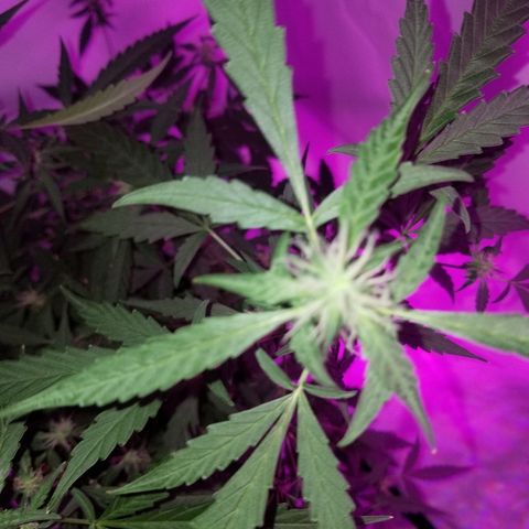 Do Si Dos Auto growlog timeline photo