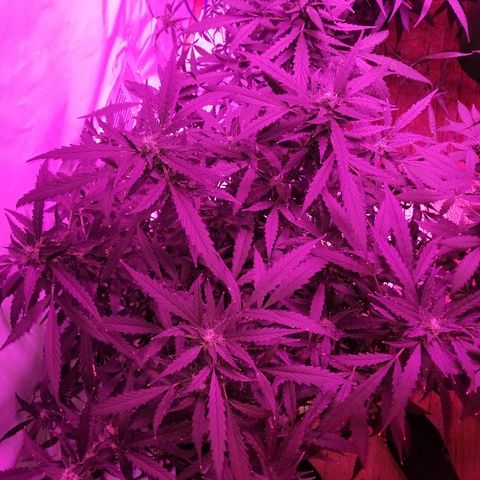 Kracken #2 growlog timeline photo