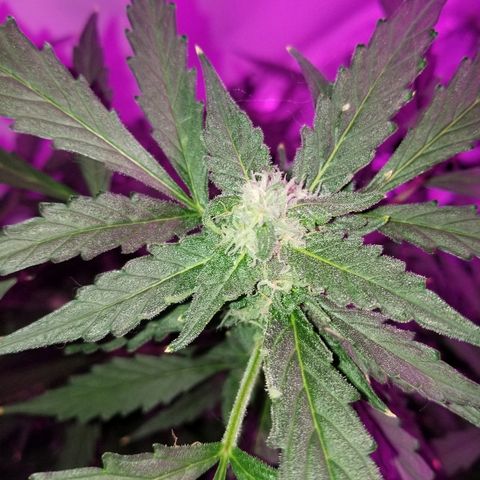 Kracken #2 growlog timeline photo