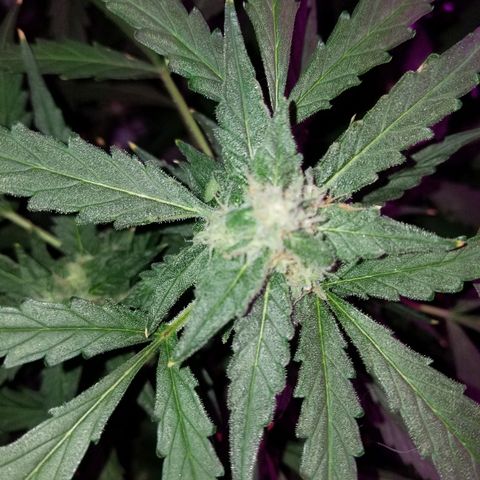 Kracken #2 growlog timeline photo