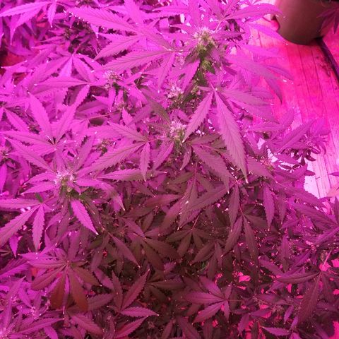 Kracken #1 growlog timeline photo