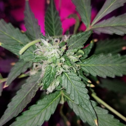 Kracken #1 growlog timeline photo