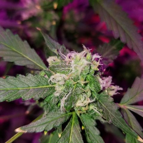 Kracken #1 growlog timeline photo