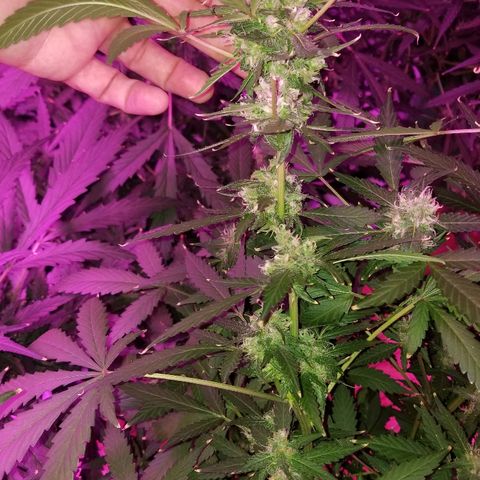 Kracken #1 growlog timeline photo