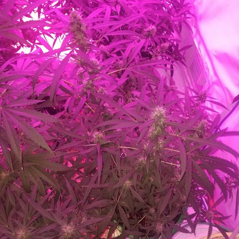 Bubblegum breath  #2 growlog timeline photo