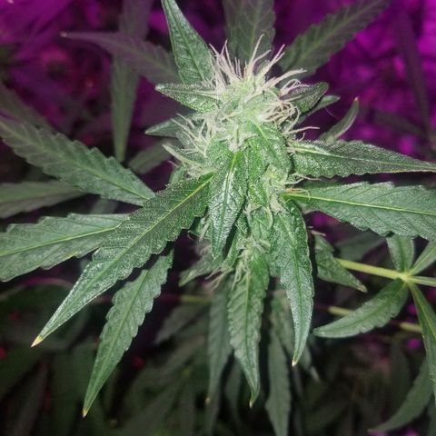 Bubblegum breath  #2 growlog timeline photo