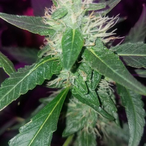 Bubblegum breath  #2 growlog timeline photo