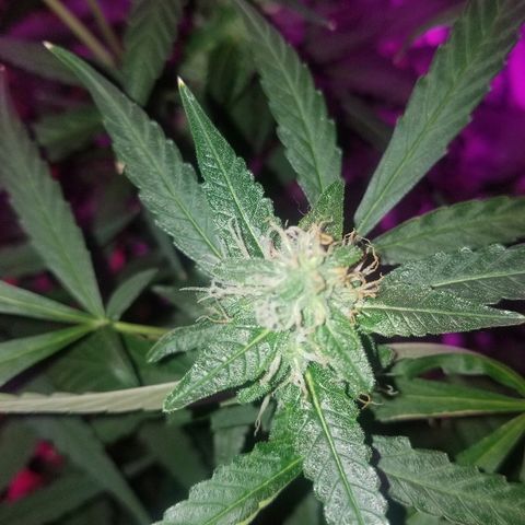 Bubblegum breath  #2 growlog timeline photo