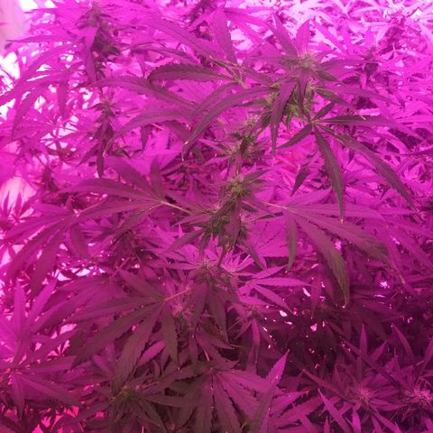 Bubblegum breath  #1 growlog timeline photo