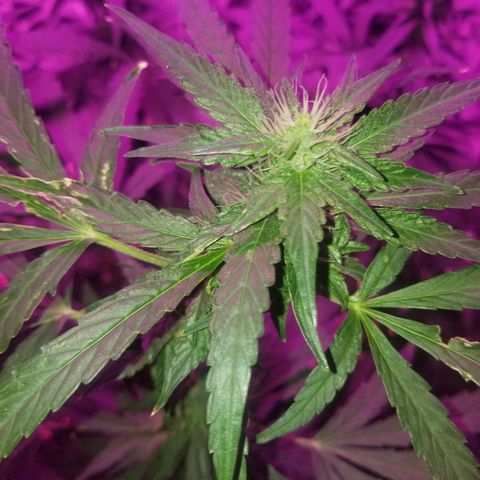 Bubblegum breath  #1 growlog timeline photo