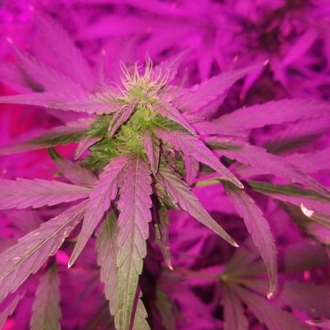 Bubblegum breath  #1 growlog timeline photo