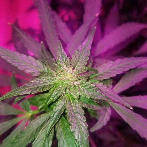 Bubblegum breath  #1 growlog timeline photo