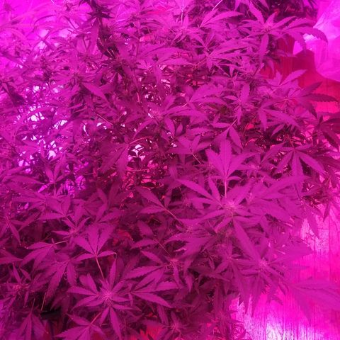 Bitchen Camaro  growlog timeline photo