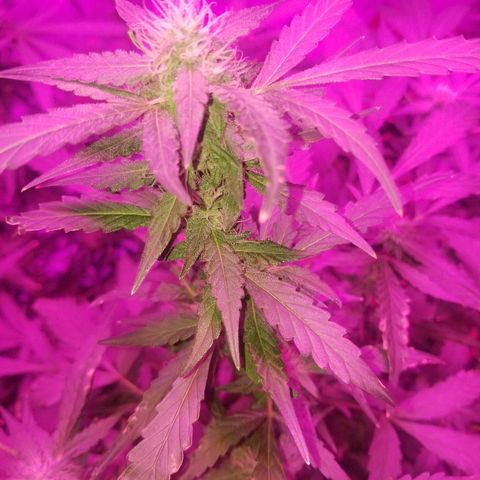 Bitchen Camaro  growlog timeline photo