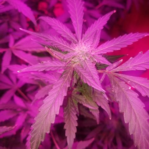 Bitchen Camaro  growlog timeline photo